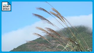 朝霧が山の斜面を流れ落ちる自然現象 神秘的な｢風伝おろし｣が出現 　秋から春先にかけての風物詩