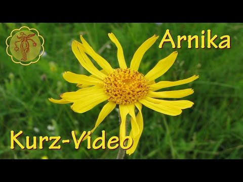 Video: Arnica: Verwendung, Forschung, Verwaltung Und Mehr