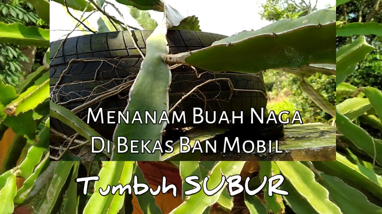 MENGENAL TANAMAN  Part 9 Buah  Naga  Pitaya YouTube