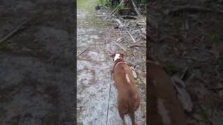Pit Bull Sophia And Armadillo Become Friends