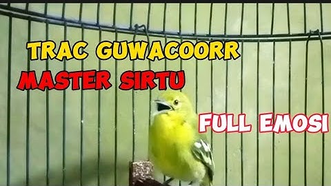 diku track burung sirtu#sirtugacor#pasar pramuka#burung  @AndikaUlinnuha-gz8ss