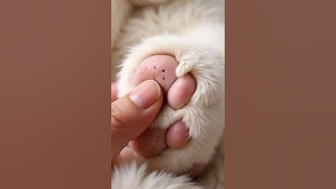 #2008 #mochipimplepopping #pimplepopper #visualasmr #mochicatspaw #oddlysatisfying #satisfying #fyp