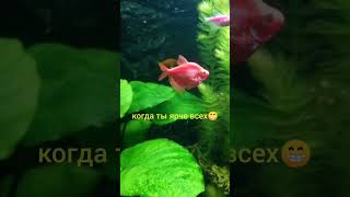 Когда Ты Яркий🐠 #shorts