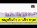 Jamugurihat News | জামুগুৰিহাটৰ বামুনিপামৰ খেৰণি টাপুত বনৰীয়া হাতীৰ উপদ্ৰৱ। N18V