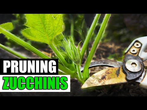 Wideo: Informacje o przycinaniu roślin cukinii