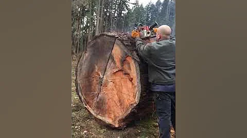 STIHL 064 in PNW Old growth!