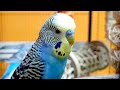 Budgie sounds for lonely birds