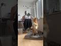 KORBI Bryant 🏀 #dogs #corgi #funny