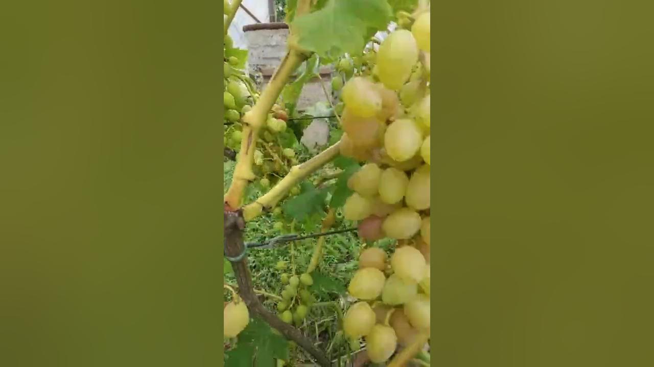 Виноград розовый ранний. Треск винограда. Треск винограда. Растрескивание ягод винограда. Трещит виноград.