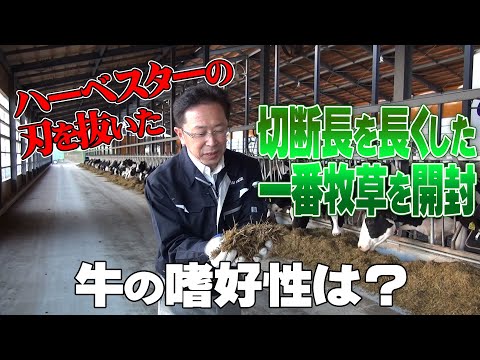 【2021一番牧草開封】ハーベスターの刃を抜いて切断長を長くした一番牧草の出来は?牛の嗜好性はどうか?【第214回】
