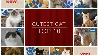 Cutest Cats In The World Part #02 #cutestcats #Cats #cuteanimals With @luckyainncats by luckyainncats 74 views 1 year ago 11 minutes, 19 seconds