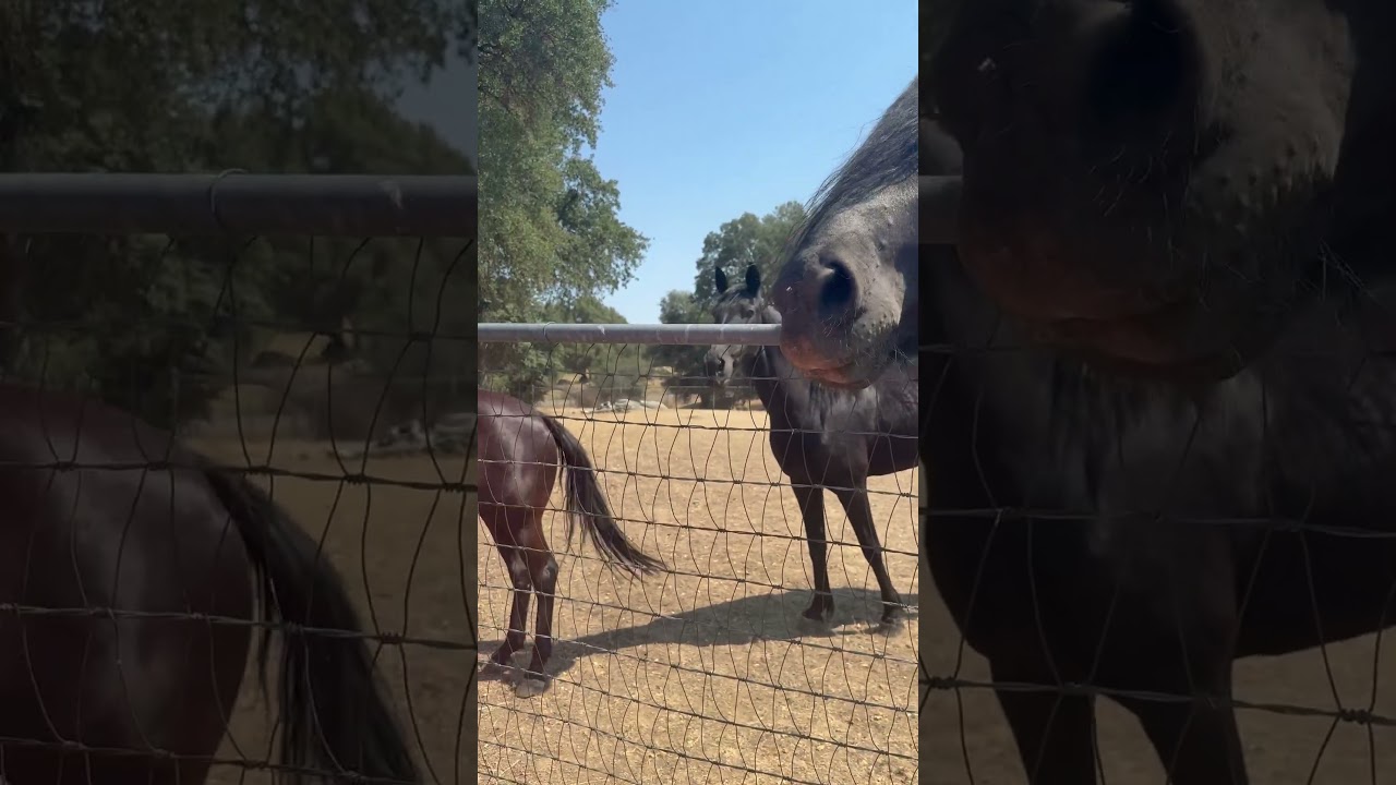 More fun times with clients at the Clydesdale and mini donkey farm :(