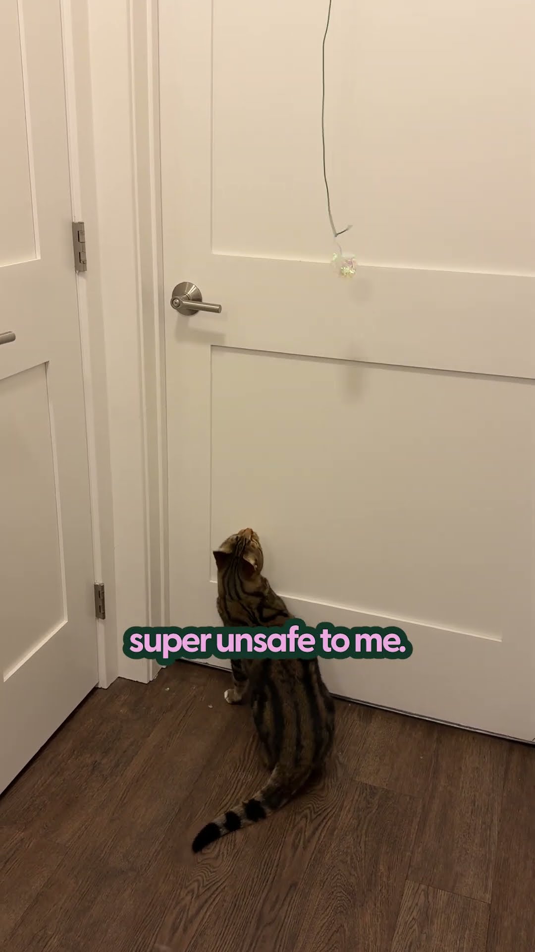 Why I Am Passing On This Cat Toy | The Pack