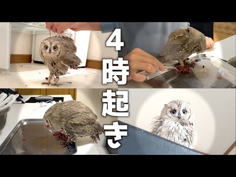 【平日】4時起きフクロウ飼育ルーティン！社会人とフクロウの生活がヤバすぎた…