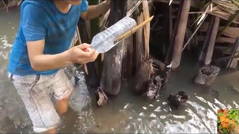 Về Quê Đi Bắt Cá Bống Bằng Chai Nhựa | Làm Lợp Bắt Cá Bống Bằng Chai Nhựa