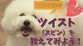 犬の芸 ドッグトリック ロールの教え方 犬のしつけ教室ドッグキャッチ Youtube