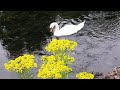 Carrigaline Park, Seagulls &amp; Mallard ducks Part 2