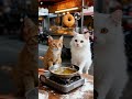 Chaos LucuDuo Kucing Jual Donat Goreng, Tepung Terbang Kemana-Mana#kucinglucu #kucinggemoy#duokucing