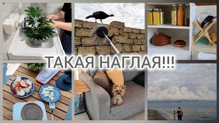 :  / ##vlog#azerbaijanvillagelife#villagelife 
