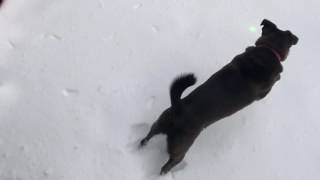 Snow Day: Dog Plays with a Laser in the Colorado Snow