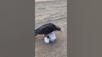 Baaz Ne Kabutar Ka Shikar Kya Shorts Birds Pigeon Pets Kabutar Trending Pigeonpigeon 