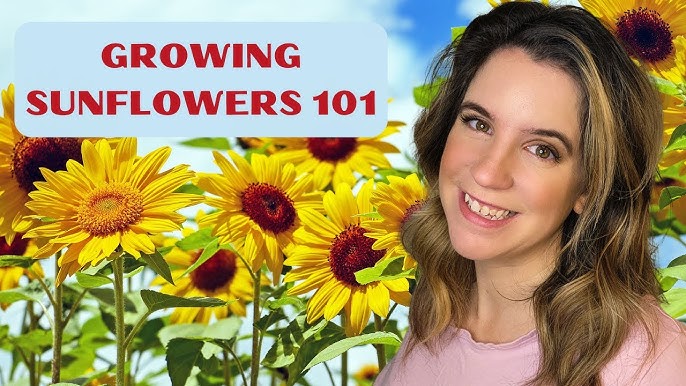 Tips and Tricks: Stuffy Sunflower Guide