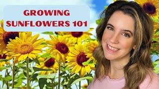 How to Grow Sunflowers! Tips & Favorites to Sell