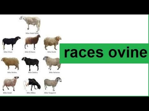 Vidéo: De quelle race sont les sardes ?