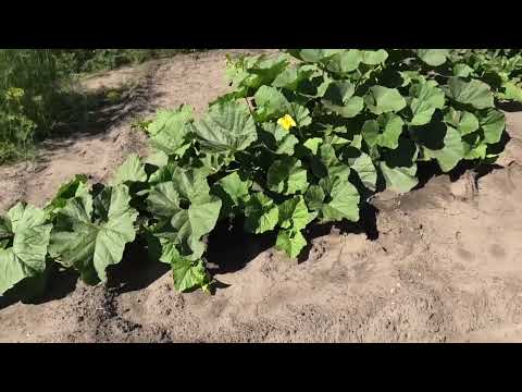 Видео: Тыквенные грядки рядом с Луисвиллем, Кентукки