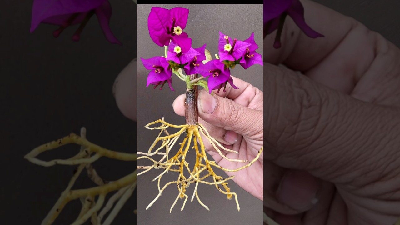 Growing Bougainvillea By Cutting Branches With Bananas Helps Us To Have Beautiful Flower Pots