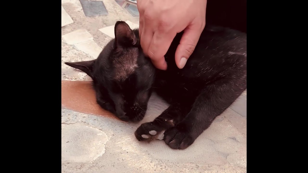 Meow Meow - A free roaming cat getting pets. Cute cat video.