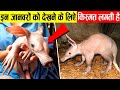 नसीब वालों को ही दिखता है यह जानवर Unbelievable Animals with Real Superpowers