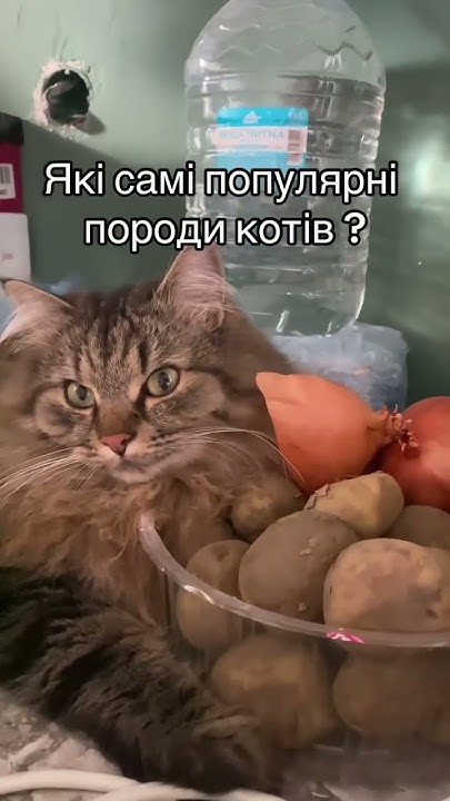 Які самі популярні породи котів? - YouTube