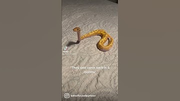 The cutest ball Python you’ll see #ballpython #reptiles #snake #animals #wildlife #shorts #fyp