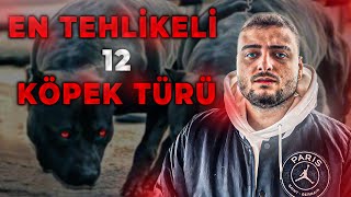 CyberRulz Tv  | 'Dünyadaki En Tehlikeli 12 Köpek Türü' İZLİYOR