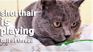 WE LIKE TO PLAY - BRITISH SHORTHAIR CAT by The Famous Tom 28 views 3 years ago 2 minutes, 6 seconds