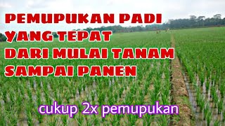 PEMUPUKAN TANAMAN PADI YANG TEPAT DARI MULAI TANAM SAMPAI PANEN