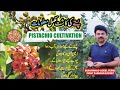 Pistachio Cultivation l پستے کی کاشتII Pistachio Farming in Pakistan#Fruitfarmingexpert