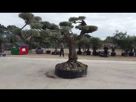 UK's Widest Ancient Cloud Olive Tree