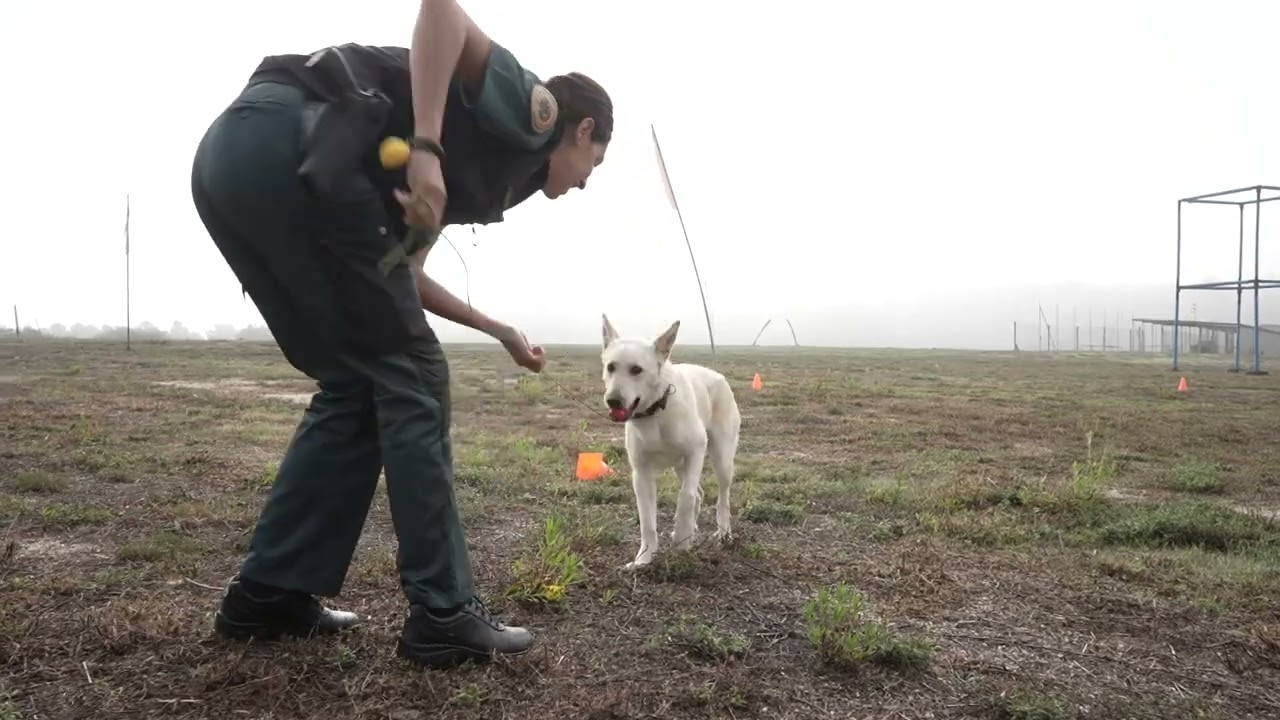 HUELLAS DE TRABAJO - Raza Can de Palleiro