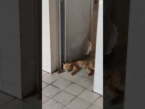 Cat sleeping in