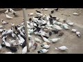 #Pigeons.Основная причина гибели и болезни голубей.