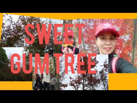 HIKING TO SWEET GUM TREE //TAI TONG HONGKONG