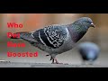 EMMIT FENN - Who Dat Bass Boosted - PIGEON