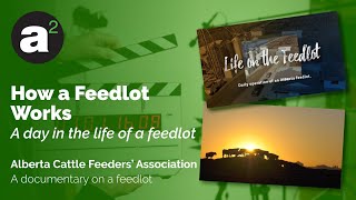 How a Feedlot Works