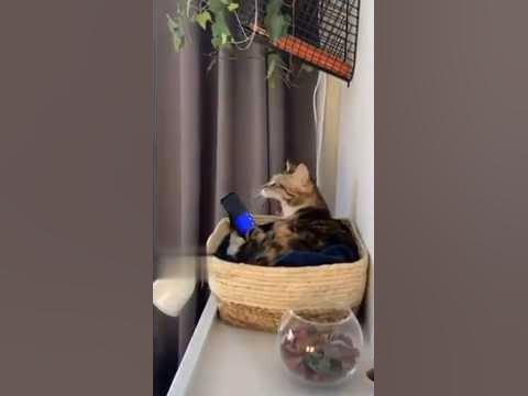Секреты кошачьего массажа😹 Лучшая подборка из мира животных😻 #котята # ...