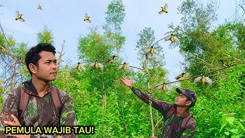 SAYA BONGKAR CARA MIKAT BURUNG BAGI PEMULA_100% DAPAT