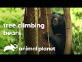 The daily routine of Bears | भालू की दिनचर्या | Animal Planet India