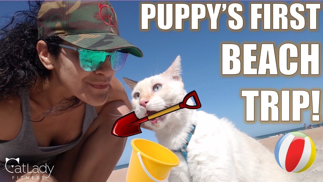 adventure catalogue Taking my cat to the BEACH for his 10th birthday! - Cat Lady Fitness