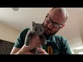 Welcoming Sancho home, our British Shorthair kitten